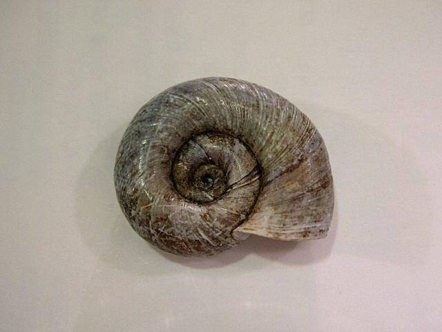 Chilostoma cingulatum colubrinum  & Planorbarius corneus